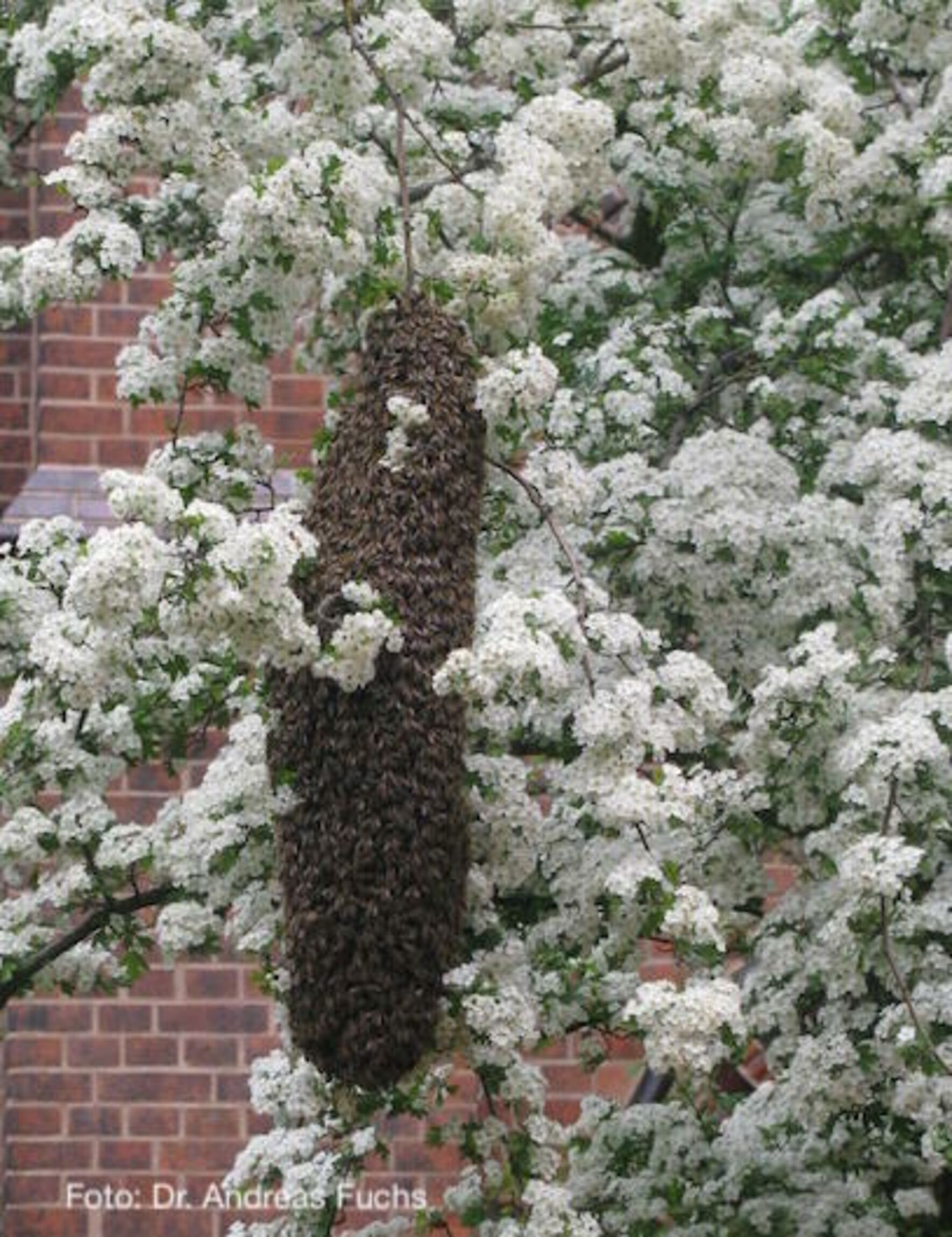 Neues Bienenvolk 1