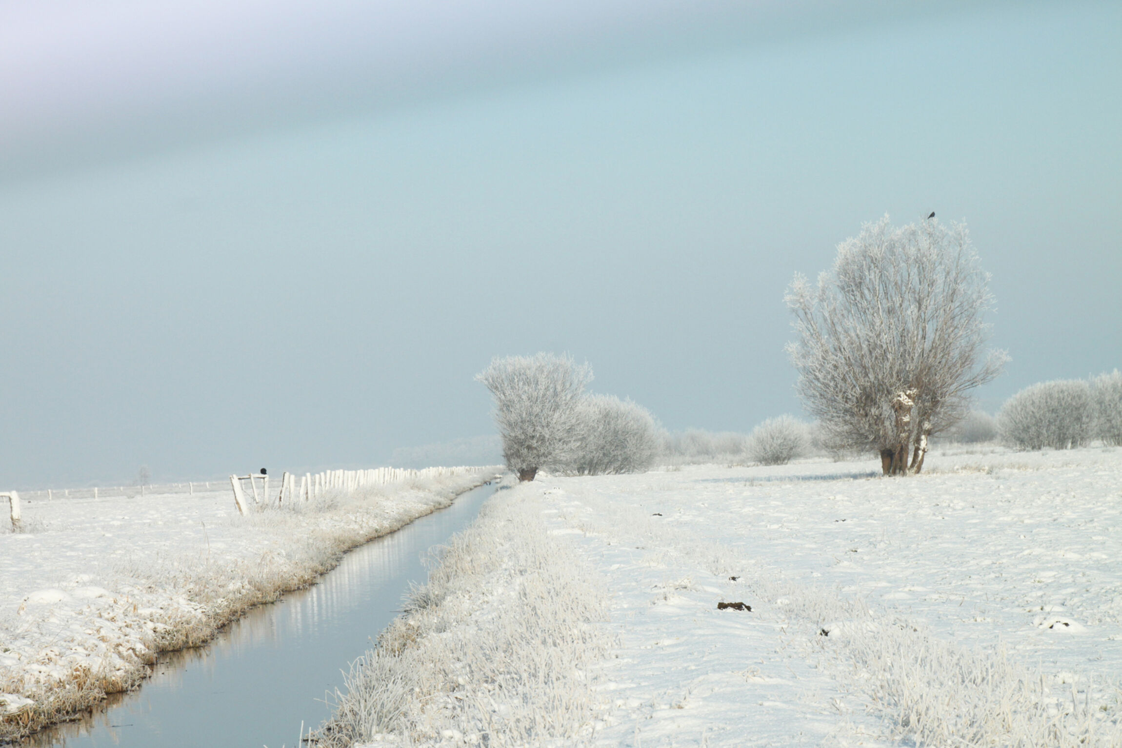 Winter im Ochsenmoor 2016, (c) Patzer