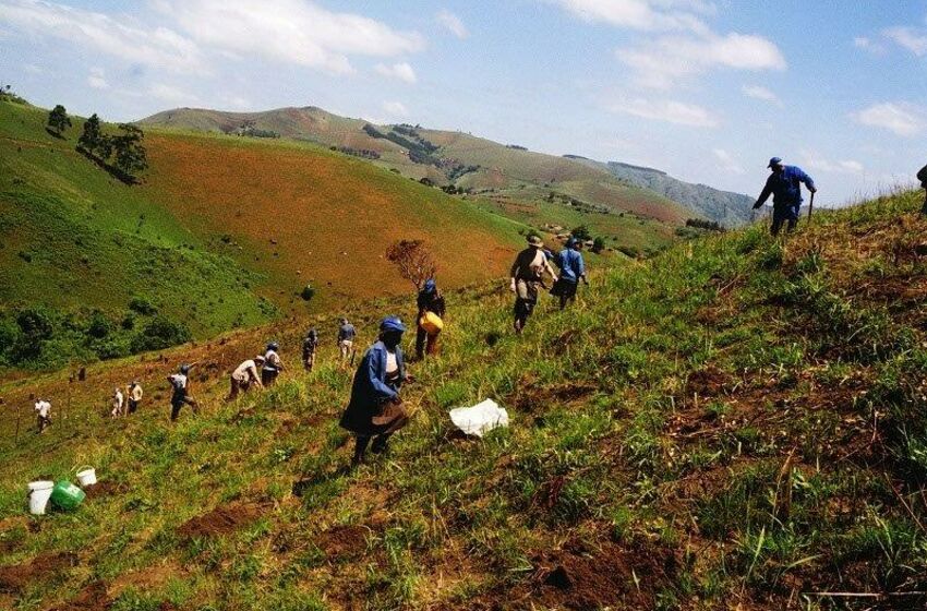 Südafrika Baumpflanzung bei Mpini - Eshowe